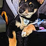dog, puppy, car_seat, pet, animal, cute, fur, black_and_tan, harness, seat_belt, blanket, car_interior, relaxing, looking, canine, young_dog, portrait, indoors, comfort, pet_accessory