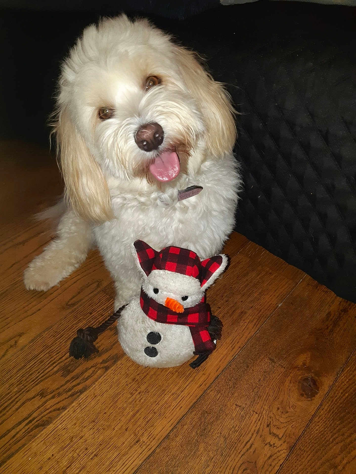 Tara participe au concours pour gagner de l'argent avec cette photo : dog, white_dog, fluffy, tongue_out, happy, pet, indoor, wooden_floor, plush_toy, snowman, red_and_black_checkered, scarf, hat, toy, cute, animal, companion, smiling, playful, pet_accessory