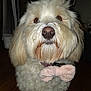 Tara participe au concours pour gagner de l'argent avec cette photo : dog, pet, fluffy, bow_tie, close_up, brown_eyes, nose, fur, indoor, portrait, cute, animal, mammal, companion, domestic, whiskers, soft_texture, adorable, looking_at_camera, pink