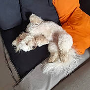 Tara participe au concours pour gagner de l'argent avec cette photo : dog, white_dog, fluffy, sleeping, couch, sofa, pillow, orange_pillow, black_pillow, relaxed, pet, indoor, cozy, fur, tail, resting, home, comfort, animal, cute
