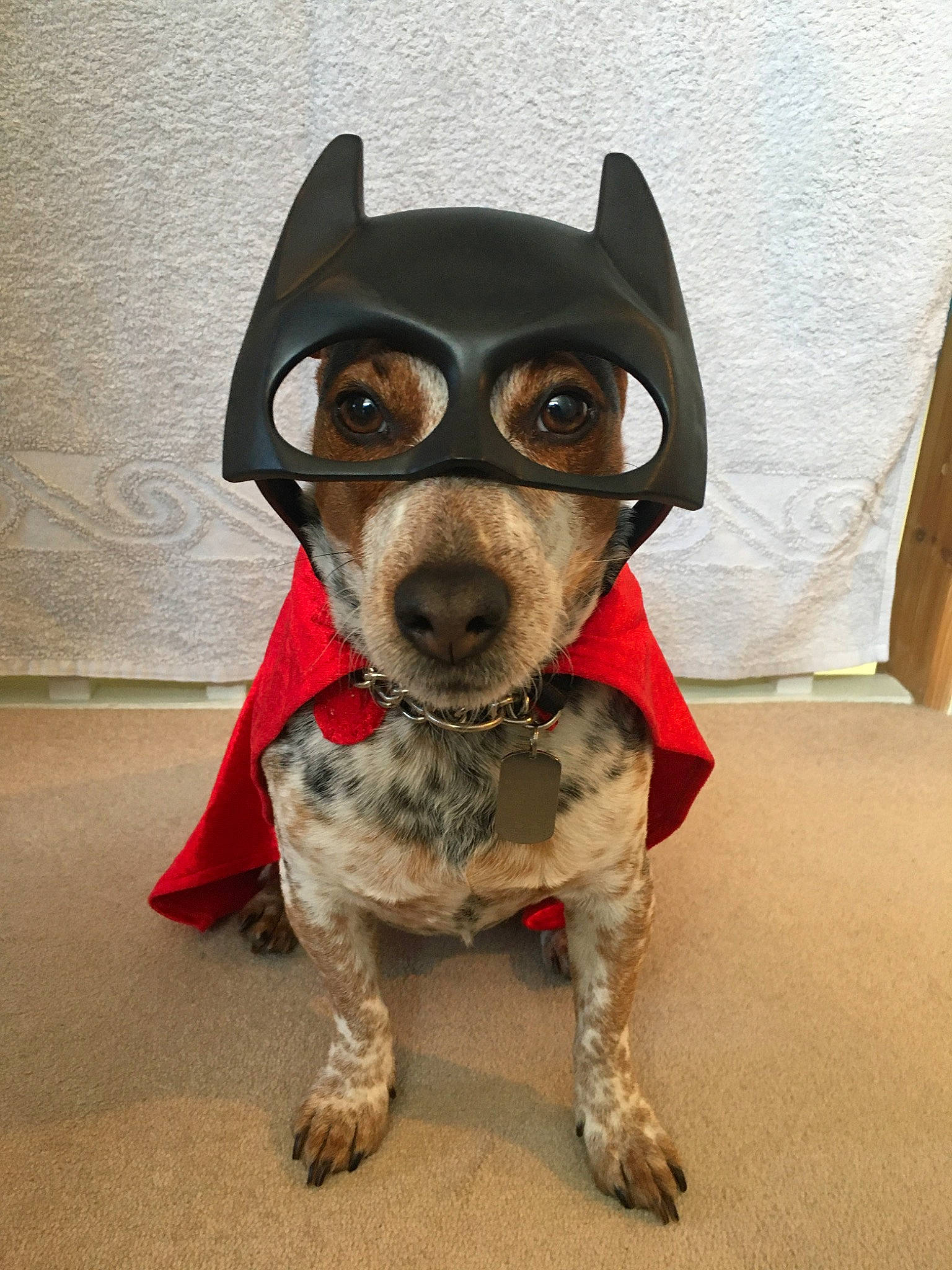 Avid is registered to the contest to win money with this photo: canidae, carnivore, companion_dog, cool, costume, dog, dog_breed, dog_clothes, ear, eyewear, glasses, goggles, mammal, personal_protective_equipment, puppy, rat_terrier, snout, sunglasses, vision_care