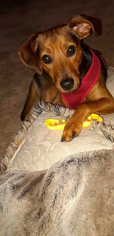 Kobe joined the competition — help win amazing prizes! ancient_dog_breeds, canidae, carnivore, companion_dog, dog, dog_breed, dog_supply, ear, fawn, hound, hunting_dog, liver, paw, pet_supply, sporting_group, terrestrial_animal, whiskers, working_animal, working_dog