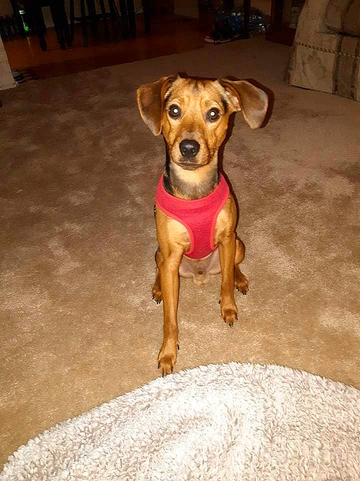 Kobe is registered to the contest to win money with this photo: canidae, carnivore, companion_dog, dog, dog_breed, dog_clothes, dog_supply, fawn, flooring, guard_dog, hardwood, hound, liver, snout, sporting_group, street_dog, toy_dog, whiskers, wood, working_animal