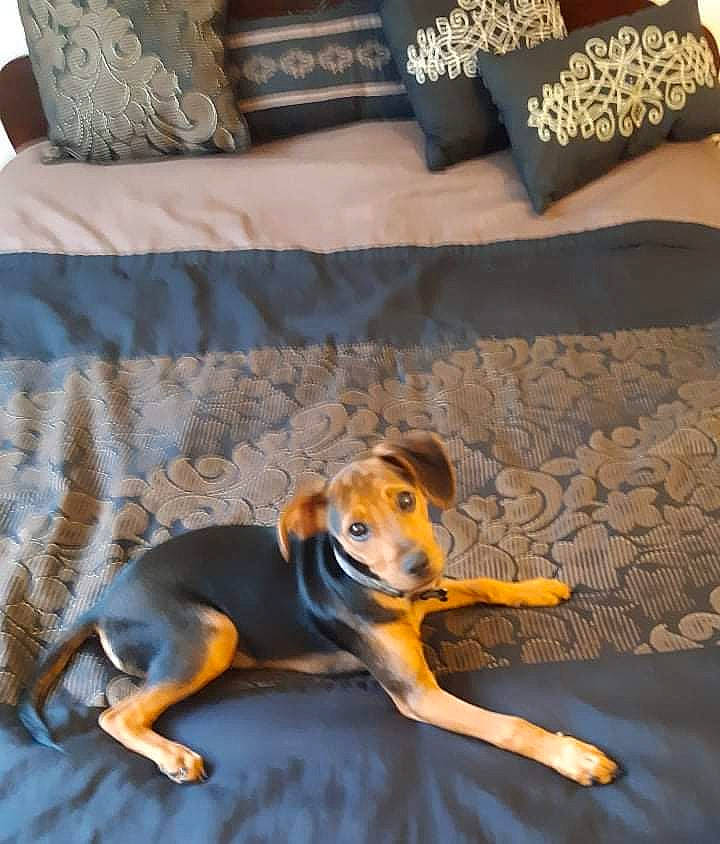 Kobe joined the competition — help win amazing prizes! bedding, carnivore, comfort, companion_dog, couch, dog, dog_breed, dog_supply, fawn, floor, flooring, grey, hardwood, hound, linens, pillow, rectangle, throw_pillow, wood, working_animal