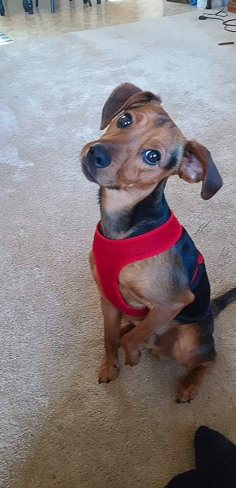 Kobe is registered to the contest to win money with this photo: canidae, carnivore, collar, companion_dog, dog, dog_breed, dog_collar, dog_supply, fawn, hunting_dog, liver, pet_supply, snout, sporting_group, terrestrial_animal, toy, whiskers, working_animal, working_dog