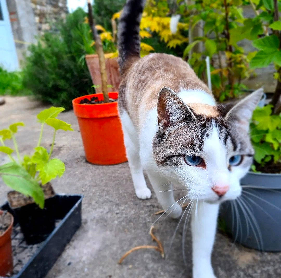 Oksana a rejoint le concours — aidez-le/la à gagner de superbes lots ! annual_plant, carnivore, cat, domestic_short_haired_cat, felidae, flower, flowerpot, fur, garden, grass, herb, houseplant, lawn_ornament, plant, sitting, small_to_medium_sized_cats, snout, tail, tree, whiskers