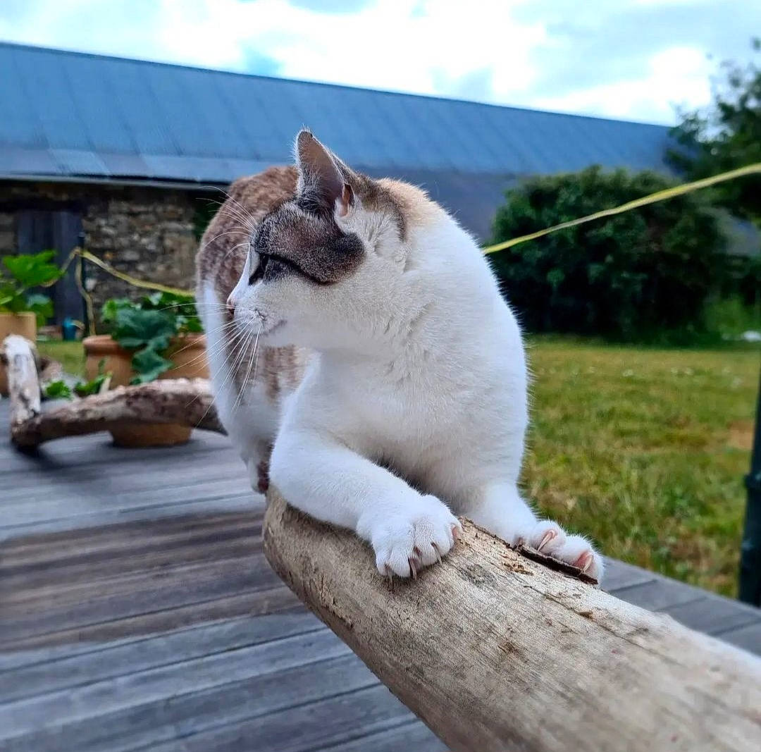 Oksana a rejoint le concours — aidez-le/la à gagner de superbes lots ! carnivore, cat, cloud, domestic_short_haired_cat, fawn, felidae, fur, grass, paw, plant, sitting, sky, small_to_medium_sized_cats, snout, tail, terrestrial_animal, tree, whiskers, wildlife, wood