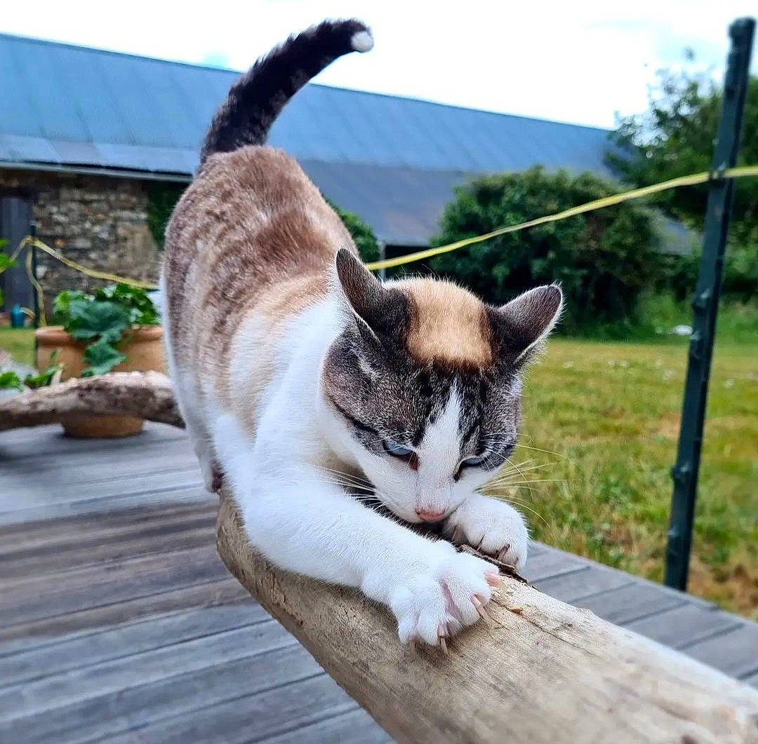 Oksana a rejoint le concours — aidez-le/la à gagner de superbes lots ! carnivore, cat, collar, domestic_short_haired_cat, fawn, felidae, fur, grass, paw, plant, sitting, sky, small_to_medium_sized_cats, snout, tail, terrestrial_animal, tree, whiskers, wildlife, wood