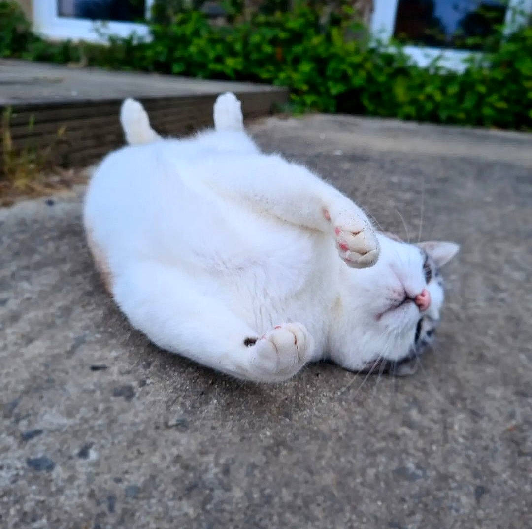 Oksana a rejoint le concours — aidez-le/la à gagner de superbes lots ! asphalt, carnivore, cat, claw, domestic_short_haired_cat, fang, fawn, felidae, fur, grass, paw, plant, road_surface, small_to_medium_sized_cats, snout, tail, terrestrial_animal, whiskers