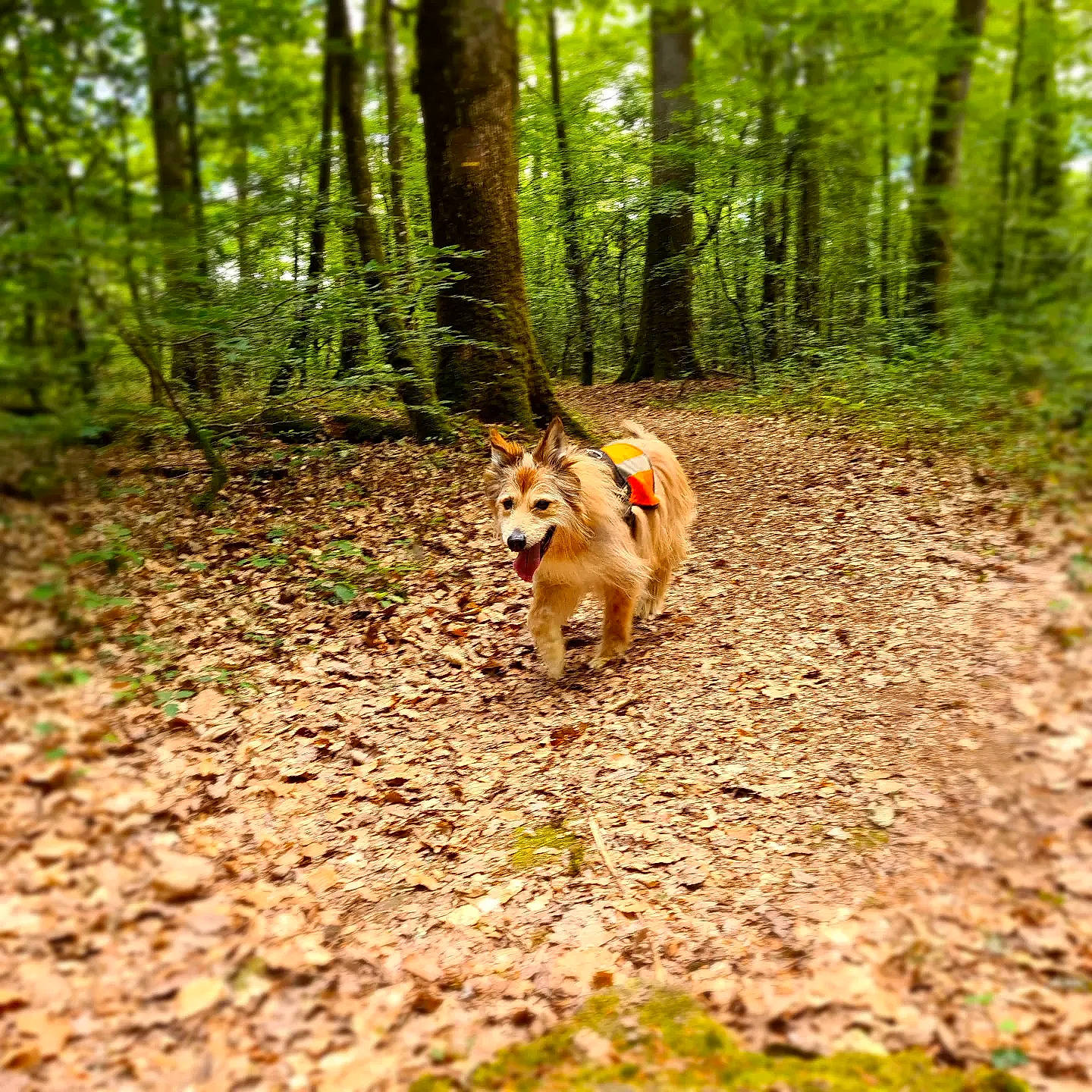 Drago participe au concours pour gagner de l'argent avec cette photo : biome, carnivore, deciduous, dog, dog_breed, fawn, forest, grass, grove, natural_landscape, plant, soil, tail, temperate_broadleaf_and_mixed_forest, terrestrial_plant, trail, tree, trunk, wood, woodland