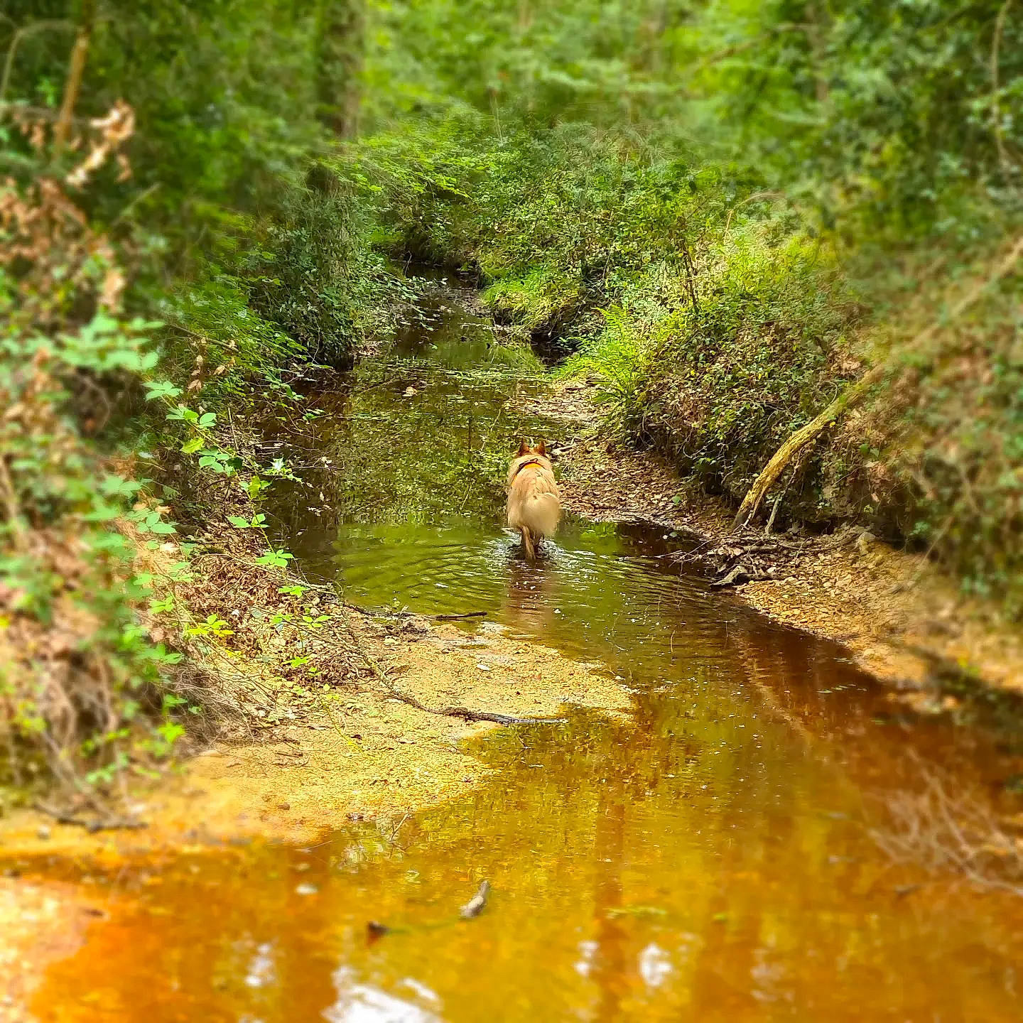 Drago a rejoint le concours — aidez-le/la à gagner de superbes lots ! arroyo, fluvial_landforms_of_streams, forest, grass, groundcover, jungle, landscape, natural_landscape, non_vascular_land_plant, plant, plant_community, riparian_zone, spring, stream, temperate_broadleaf_and_mixed_forest, terrestrial_plant, tree, water, watercourse, wood