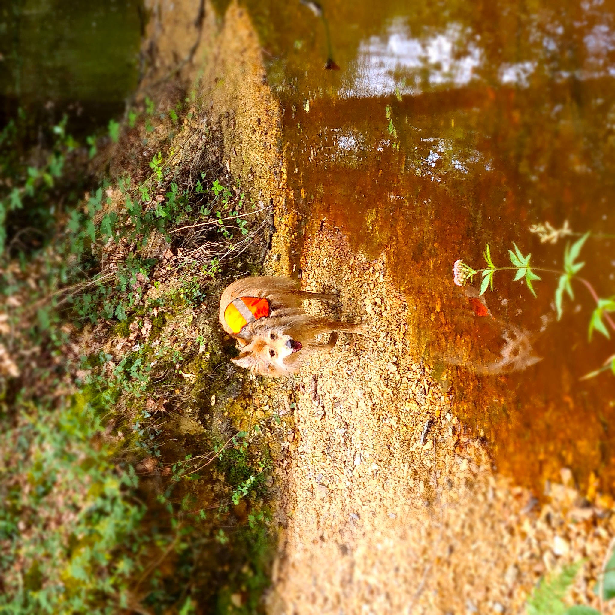 Drago a rejoint le concours — aidez-le/la à gagner de superbes lots ! deciduous, forest, grass, jungle, landscape, marine_biology, natural_landscape, nature_reserve, non_vascular_land_plant, organism, people_in_nature, plant, soil, temperate_broadleaf_and_mixed_forest, terrestrial_plant, tree, trunk, water, wildlife, wood