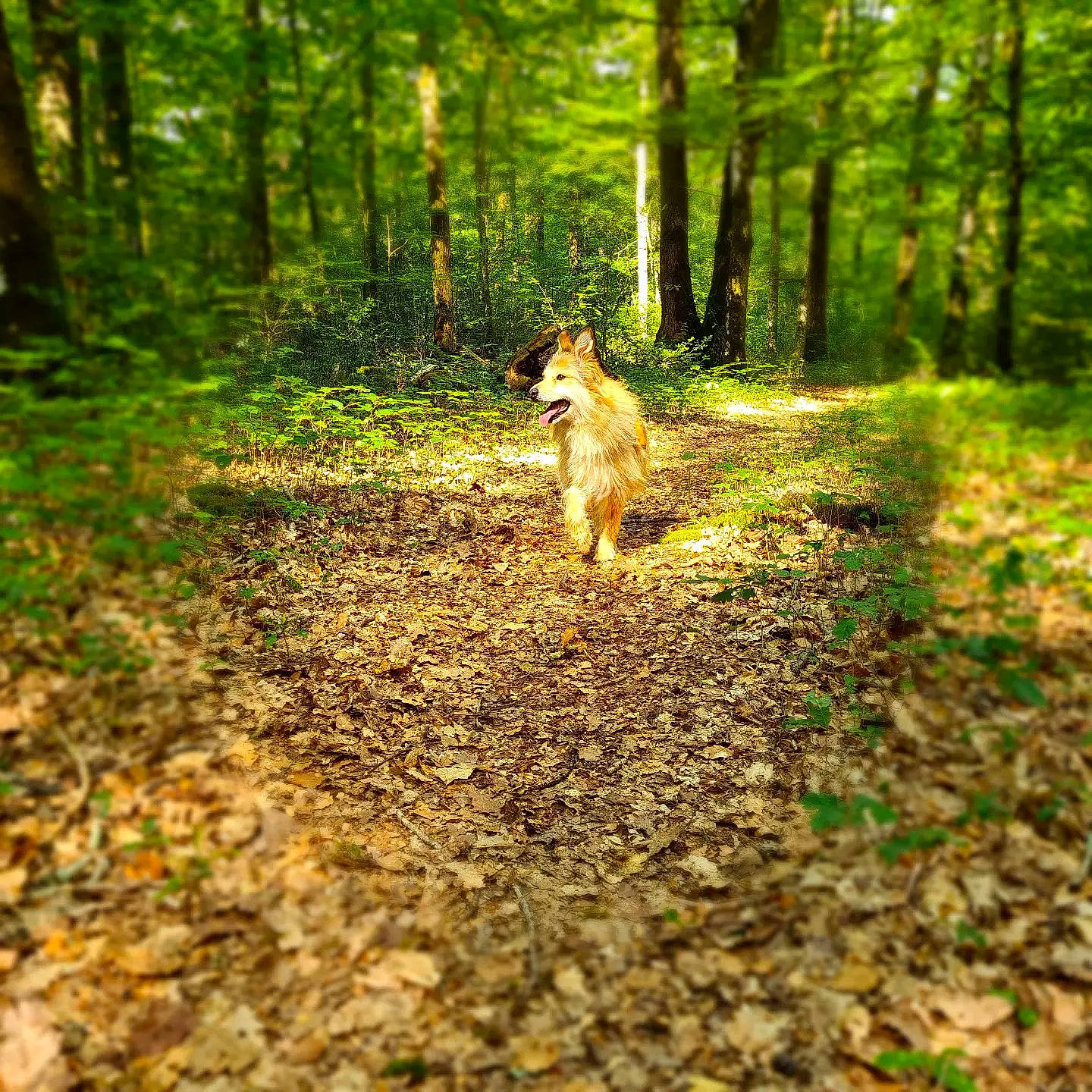Drago a rejoint le concours — aidez-le/la à gagner de superbes lots ! biome, carnivore, deciduous, dog, dog_breed, fawn, forest, grass, groundcover, landscape, natural_landscape, people_in_nature, plant, soil, tail, terrestrial_plant, trail, tree, trunk, wood