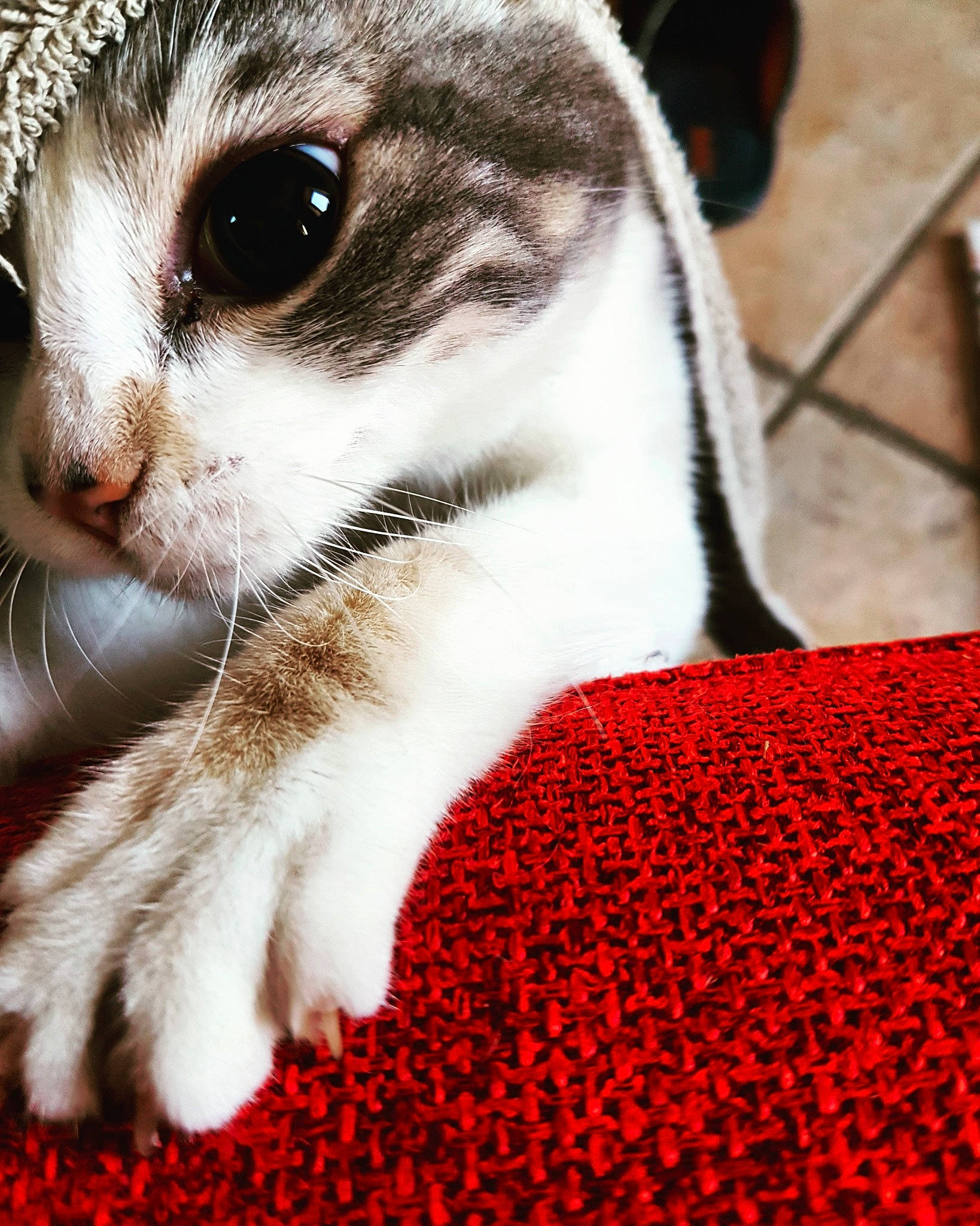 Lucky a rejoint le concours — aidez-le/la à gagner de superbes lots ! carmine, carnivore, cat, close_up, coquelicot, domestic_short_haired_cat, eye, eyelash, felidae, fur, ingredient, pattern, paw, pet_supply, photography, small_to_medium_sized_cats, terrestrial_animal, tree, whiskers