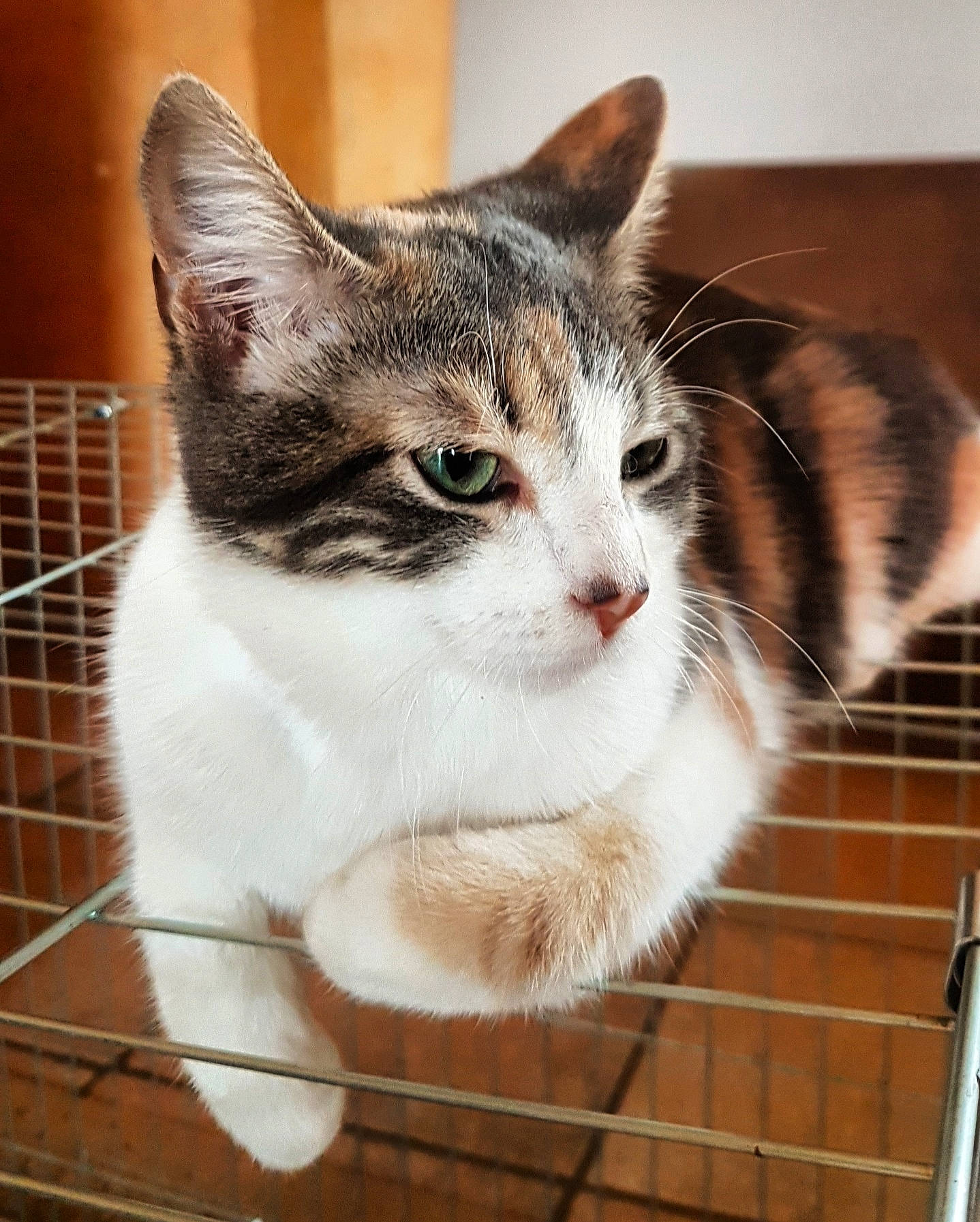 Lucky participe au concours pour gagner de l'argent avec cette photo : animal_shelter, box, cage, carnivore, cat, domestic_short_haired_cat, fawn, felidae, fur, mesh, paw, pet_supply, small_to_medium_sized_cats, snout, tail, whiskers, window