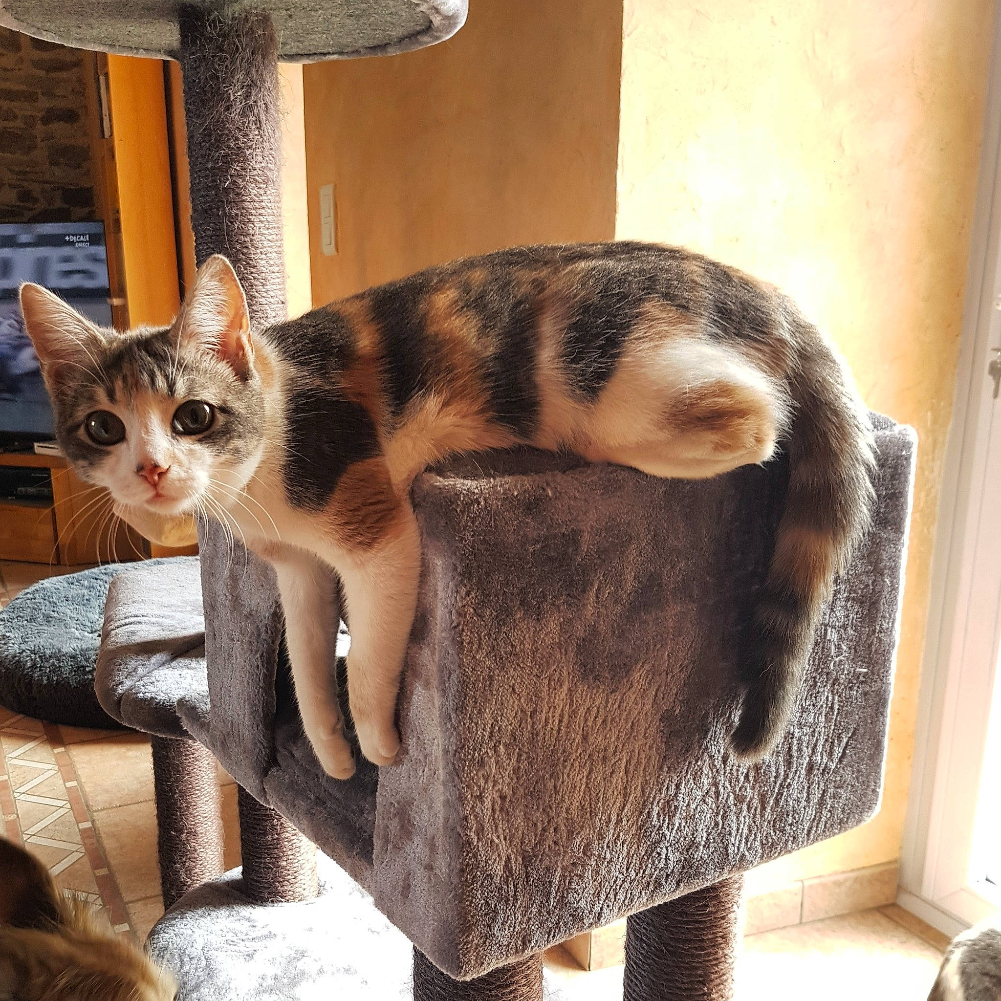 Lucky participe au concours pour gagner de l'argent avec cette photo : carnivore, cat, cat_furniture, cat_supply, comfort, domestic_short_haired_cat, eyewear, fashion_accessory, fawn, felidae, fur, paw, pet_supply, room, sitting, small_to_medium_sized_cats, snout, tail, whiskers, wood