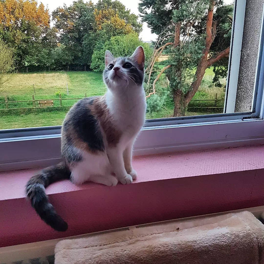 Lucky participe au concours pour gagner de l'argent avec cette photo : carnivore, cat, domestic_short_haired_cat, eye, fawn, felidae, grass, paw, plant, roof, shade, small_to_medium_sized_cats, snout, tail, tints_and_shades, tree, whiskers, window, windshield, wood