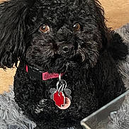 Kash is registered to the contest to win money with this photo: dog, black_dog, curly_fur, pet, collar, tags, floor, rug, indoor, tile_floor, fur, animal, canine, sitting, looking, domestic_animal, companion, cute, small_dog, curly_coat