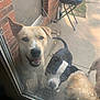 backyard, brick_wall, canine, closeup, concrete, curious, dog, dogs, ears, glass_door, grill, happy, outdoor, pets, shadow, sidewalk, snout, sunlight, tail, waiting