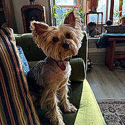 Violet Cruz is registered to the contest to win money with this photo: collar, couch, cozy, curious_expression, dog, ears, floor, fur, green_couch, indoor, living_room, natural_light, pet, plant, rug, small_dog, striped_pillow, window, wooden_furniture, yorkshire_terrier