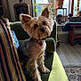 collar, couch, cozy, curious_expression, dog, ears, floor, fur, green_couch, indoor, living_room, natural_light, pet, plant, rug, small_dog, striped_pillow, window, wooden_furniture, yorkshire_terrier