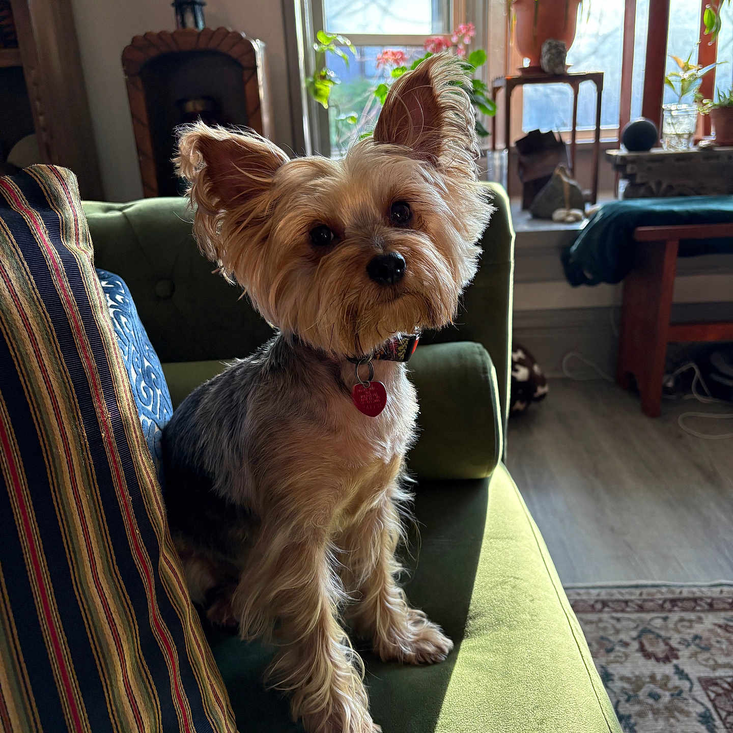 Violet Cruz is registered to the contest to win money with this photo: collar, couch, cozy, curious_expression, dog, ears, floor, fur, green_couch, indoor, living_room, natural_light, pet, plant, rug, small_dog, striped_pillow, window, wooden_furniture, yorkshire_terrier