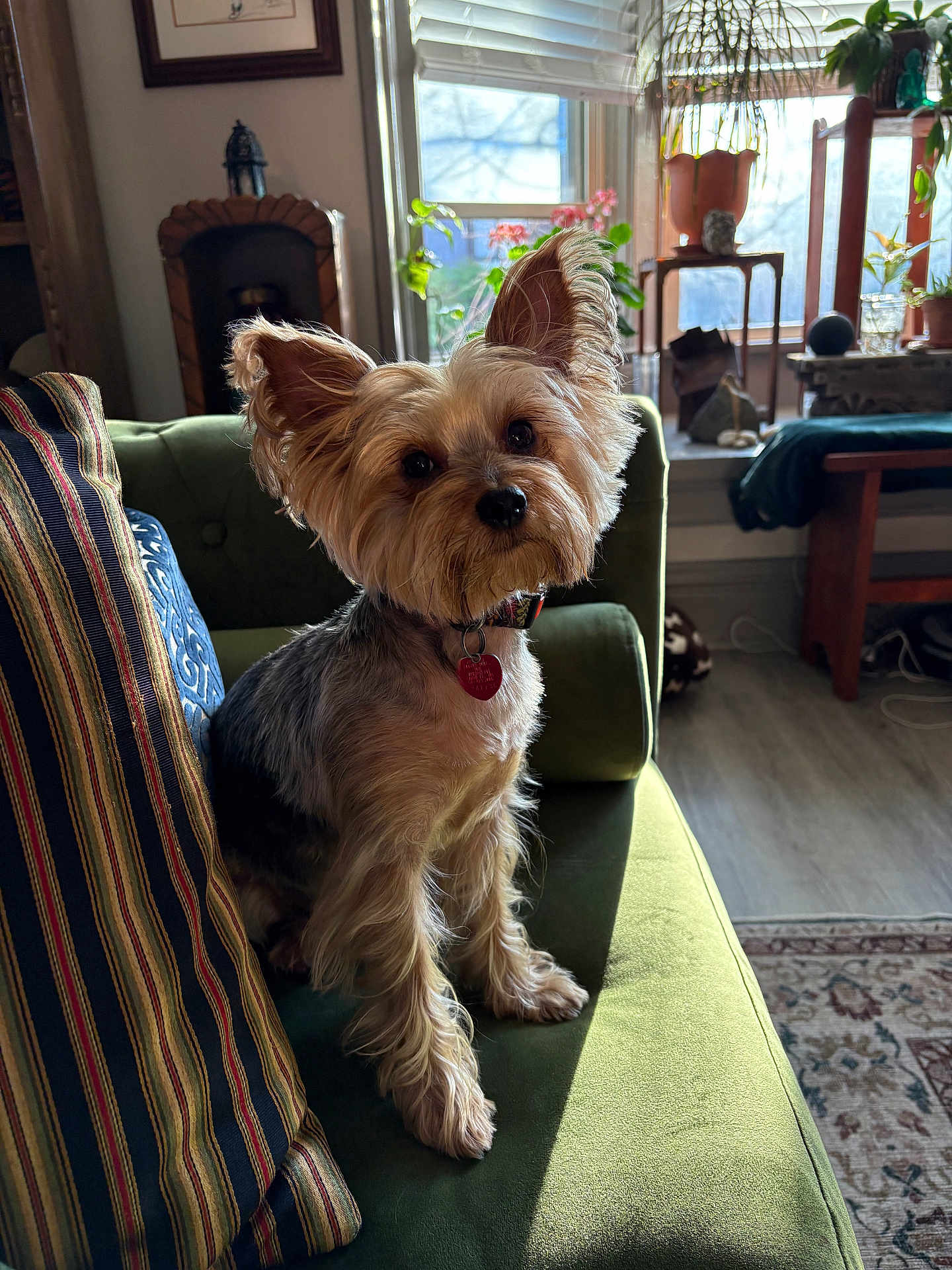Violet Cruz is registered to the contest to win money with this photo: collar, couch, cozy, curious_expression, dog, ears, floor, fur, green_couch, indoor, living_room, natural_light, pet, plant, rug, small_dog, striped_pillow, window, wooden_furniture, yorkshire_terrier