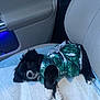 Lania joined the competition — help win amazing prizes! puppy, dog, black_and_white, pet_clothing, car_interior, car_seat, quilted_pad, cute, relaxed, small_dog, leaf_pattern, laying_down, indoor, animal, companion, adorable, fur, paw, seat, resting