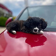 Lania is registered to the contest to win money with this photo: puppy, dog, black_and_white, car, red_car, reflection, outdoor, cloudy_sky, cute, animal, pet, fur, laying_down, close_up, adorable, young_dog, vehicle, head, paw, expression