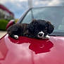 puppy, dog, black_and_white, car, red_car, reflection, outdoor, cloudy_sky, cute, animal, pet, fur, laying_down, close_up, adorable, young_dog, vehicle, head, paw, expression