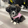 puppy, dog, pet, cute, fur, black_and_white, pink_clothing, floor, indoors, animal, small_dog, portrait, sitting, canine, adorable, looking_at_camera, furry, domestic_animal, young_dog, soft_focus