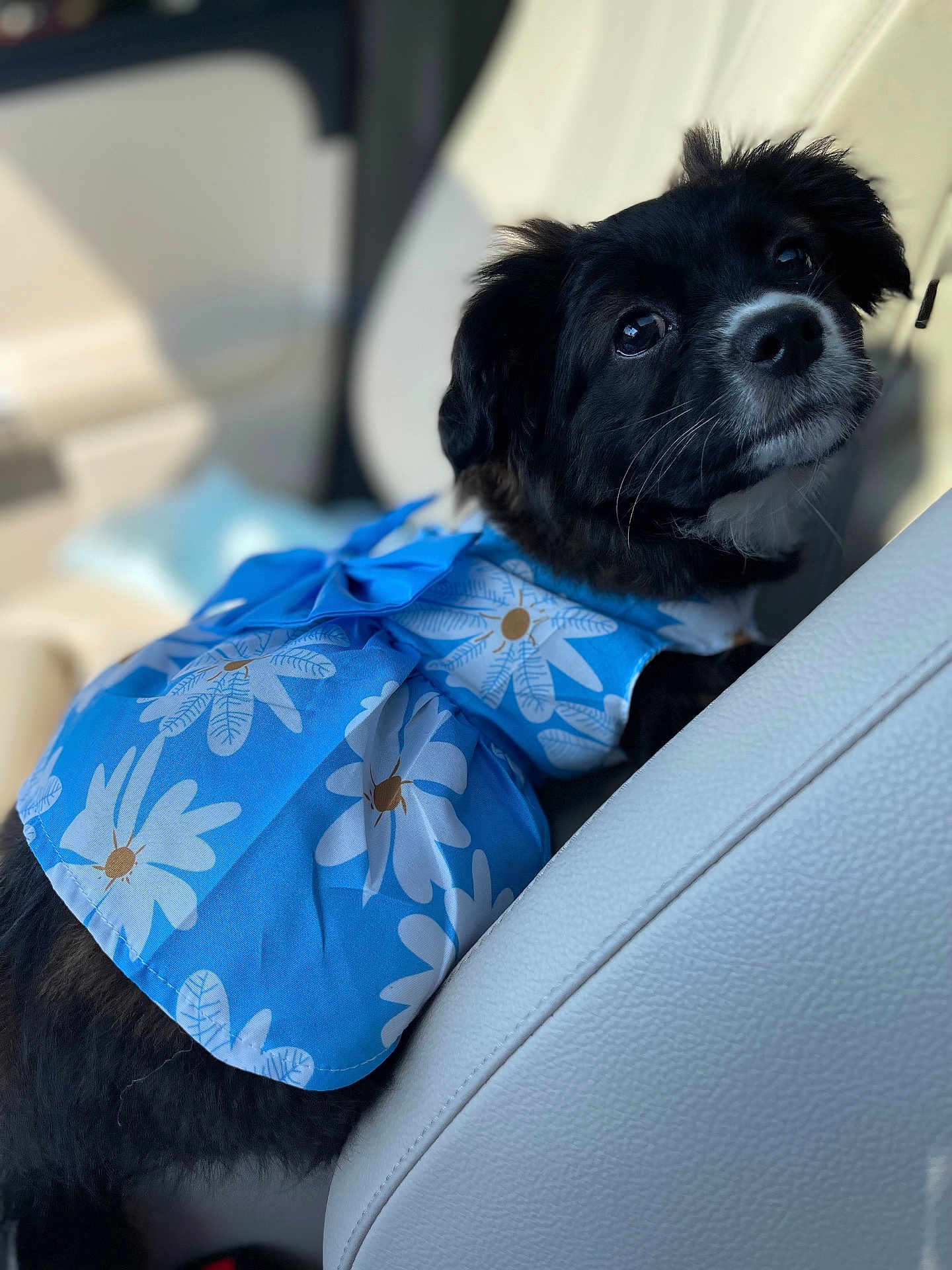 Lania joined the competition — help win amazing prizes! dog, black_dog, blue_dress, floral_pattern, pet, car_seat, interior, cute, portrait, looking_back, animal, fur, whiskers, ears, eyes, seat, leather, closeup, domestic_animal, companion