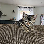 Gribouille a rejoint le concours — aidez-le/la à gagner de superbes lots ! kitten, cat, tabby, sleepy, couch, furniture, indoor, pet, animal, paw, texture, home, cozy, relaxation, young, cute, domestic_cat, resting, living_room, window