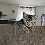 kitten, cat, tabby, sleepy, couch, furniture, indoor, pet, animal, paw, texture, home, cozy, relaxation, young, cute, domestic_cat, resting, living_room, window
