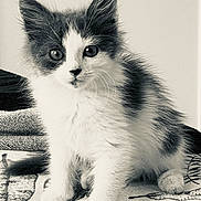 Apollon a rejoint le concours — aidez-le/la à gagner de superbes lots ! kitten, cat, feline, pet, animal, fur, whiskers, curious, cute, sitting, young, black_and_white, portrait, domestic_cat, indoor, soft, fluffy, closeup, looking, adorable