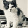 Apollon