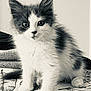 kitten, cat, feline, pet, animal, fur, whiskers, curious, cute, sitting, young, black_and_white, portrait, domestic_cat, indoor, soft, fluffy, closeup, looking, adorable