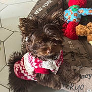Angèle a rejoint le concours — aidez-le/la à gagner de superbes lots ! animal, brown_fur, companion, cozy, curious, cute, dog, fluffy, furry, indoor, patterned_clothing, pet_bed, plush_toy, red, resting, small_dog, sweater, tile_floor, toy, white