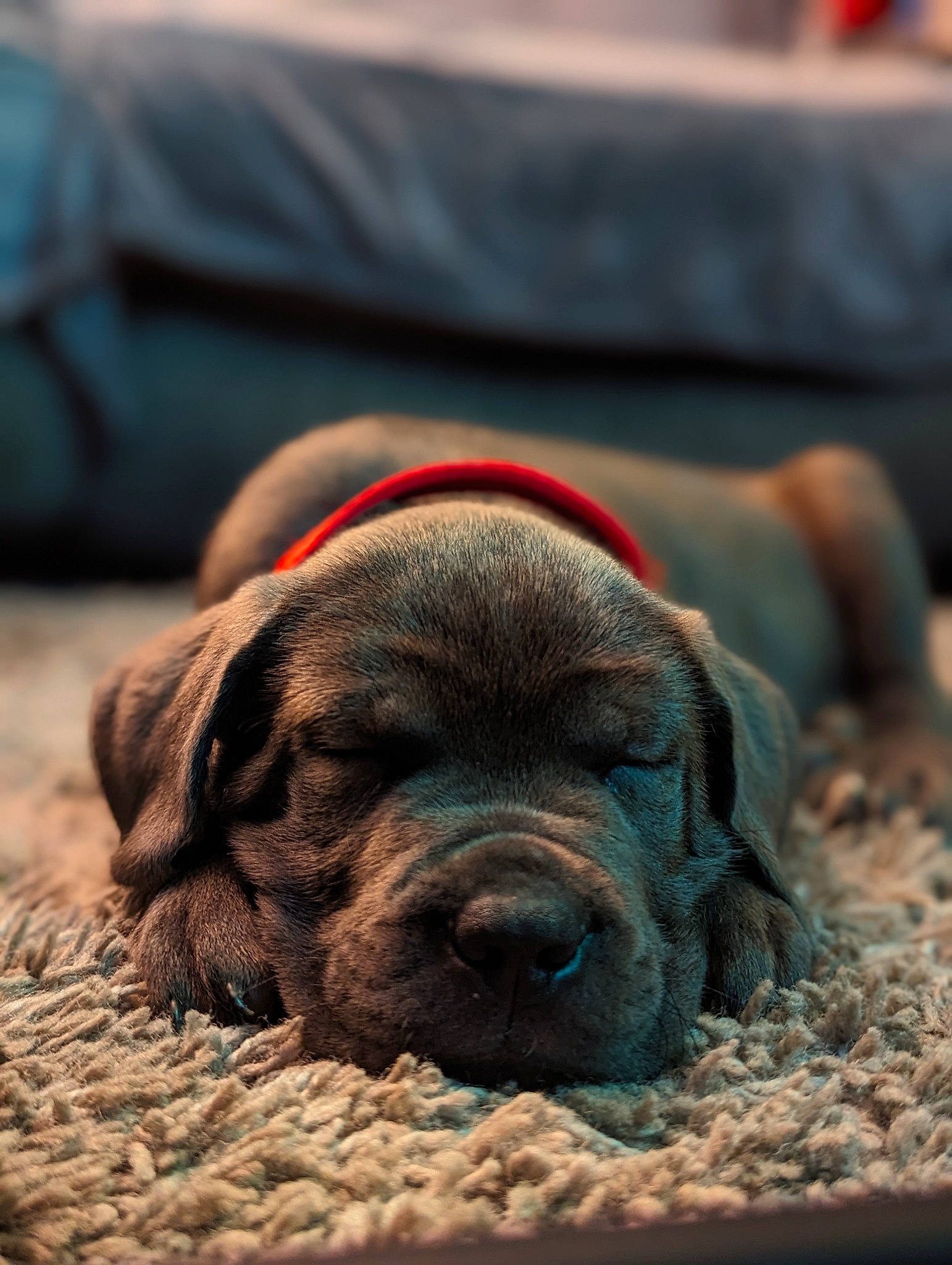 Thunder is registered to the contest to win money with this photo: canidae, carnivore, comfort, companion_dog, dog, dog_breed, dog_supply, fawn, fur, guard_dog, liver, pet_supply, sand, snout, sporting_group, terrestrial_animal, wildlife, wood, working_animal, wrinkle