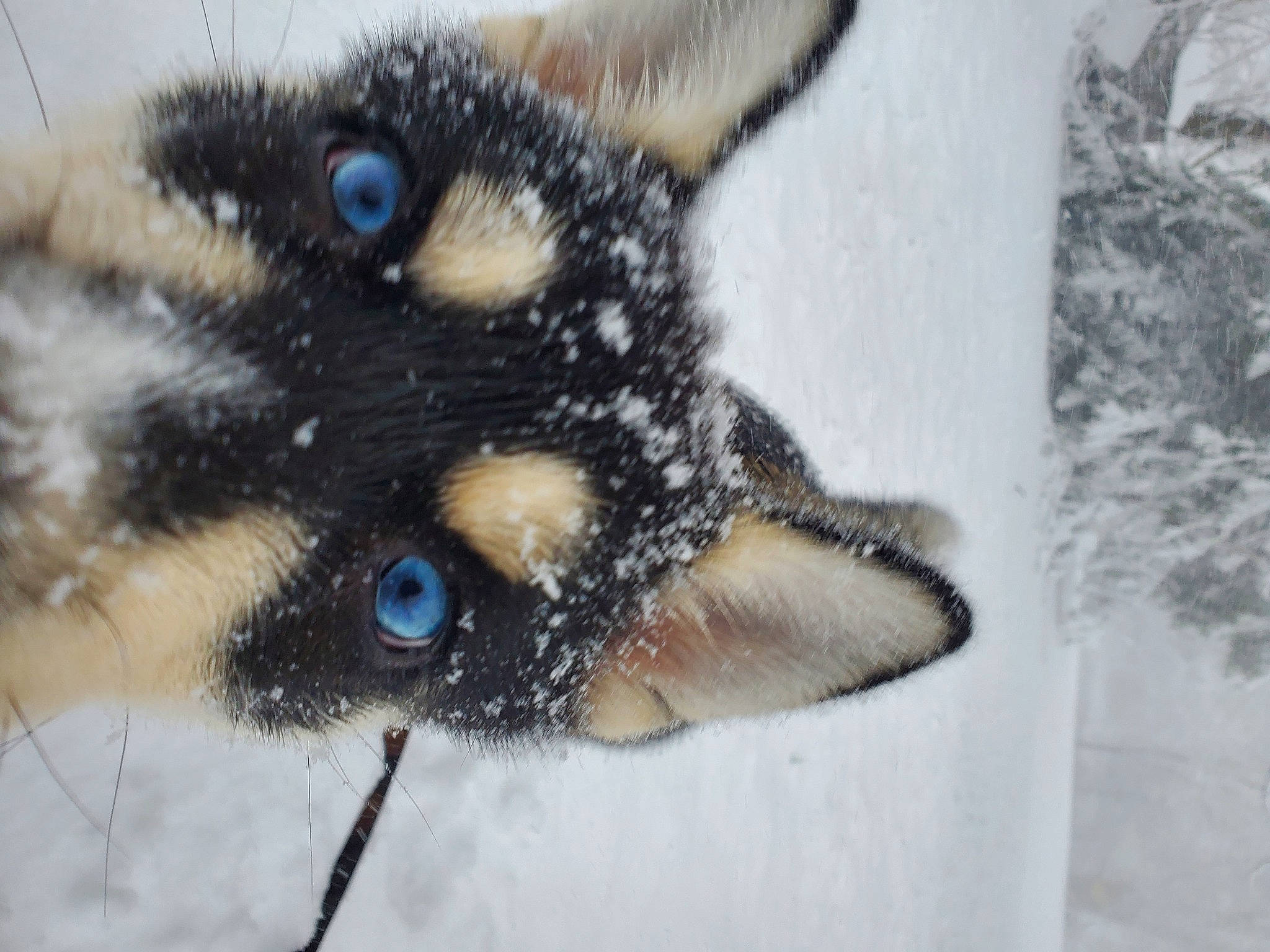 Koda joined the competition — help win amazing prizes! carnivore, close_up, dog_breed, fur, iris, snout, terrestrial_animal, vertebrate, whiskers