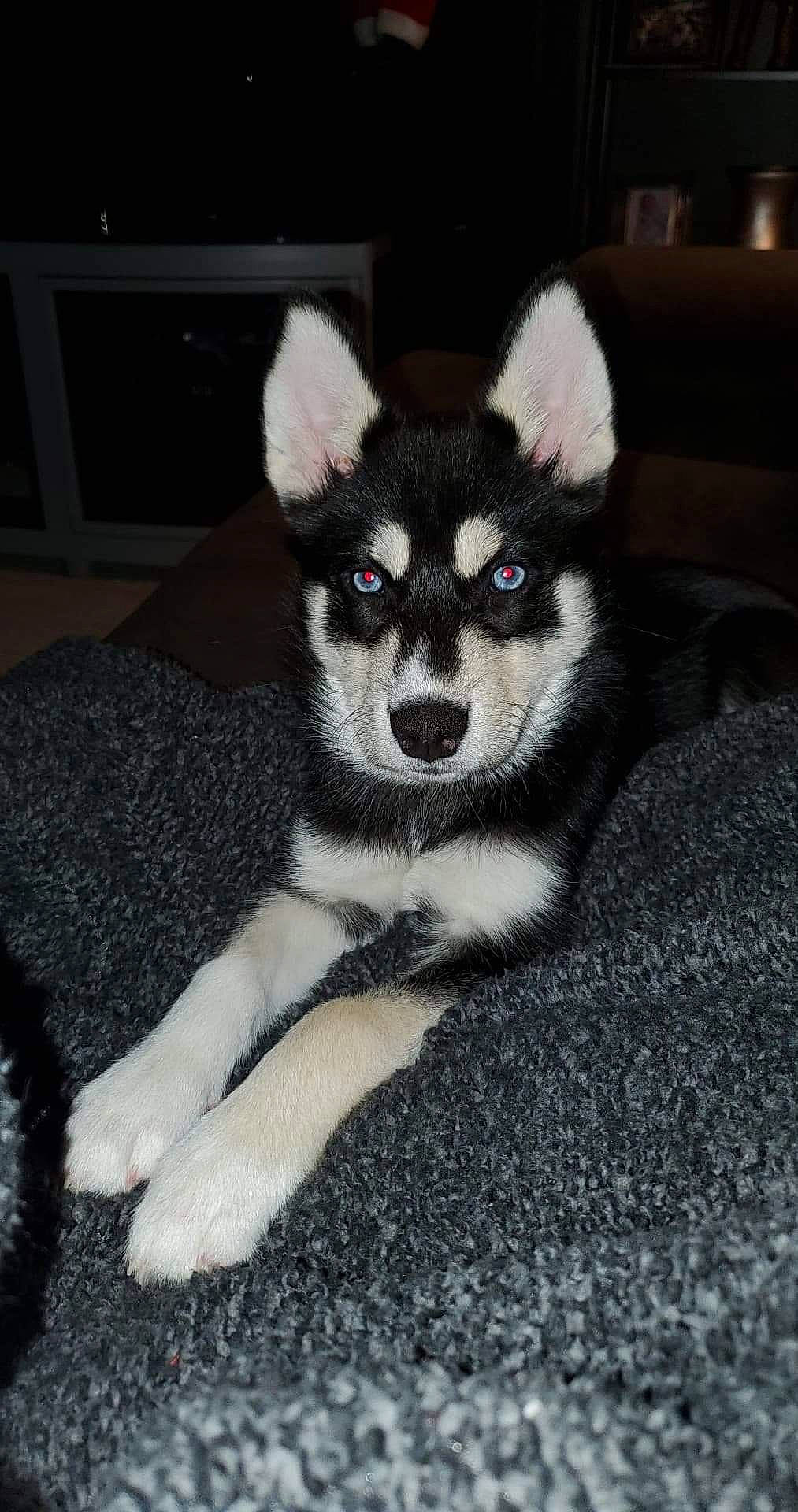 Koda is registered to the contest to win money with this photo: black, cabinetry, canidae, carnivore, dog, dog_breed, dog_supply, fur, iris, jaw, snapshot, snout, terrestrial_animal, vertebrate, whiskers, working_animal