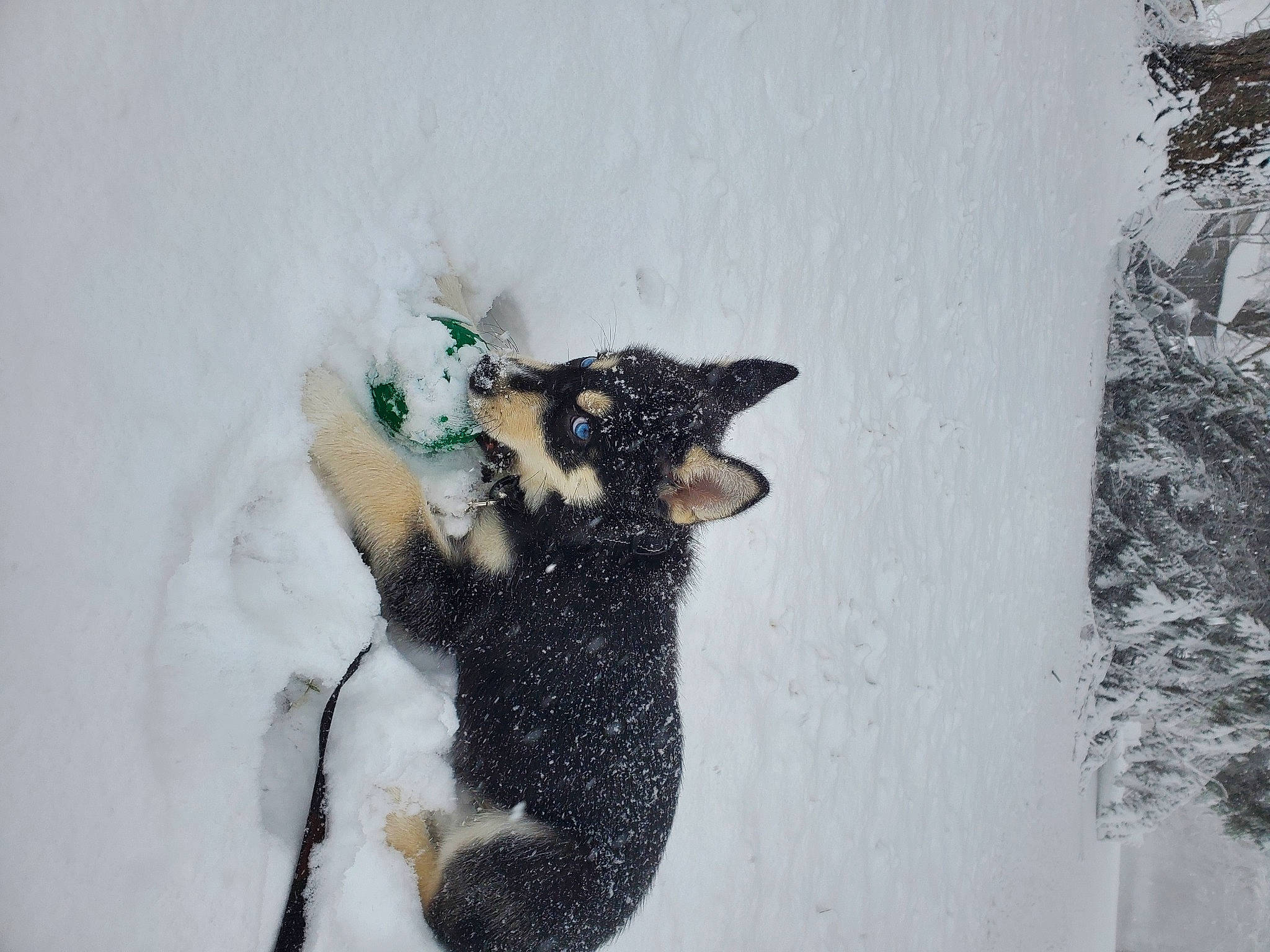 Koda joined the competition — help win amazing prizes! carnivore, cat, felidae, flightless_bird, freezing, fur, geological_phenomenon, grey, ice, ice_cap, penguin, precipitation, small_to_medium_sized_cats, snout, snow, tail, terrestrial_animal, whiskers, winter