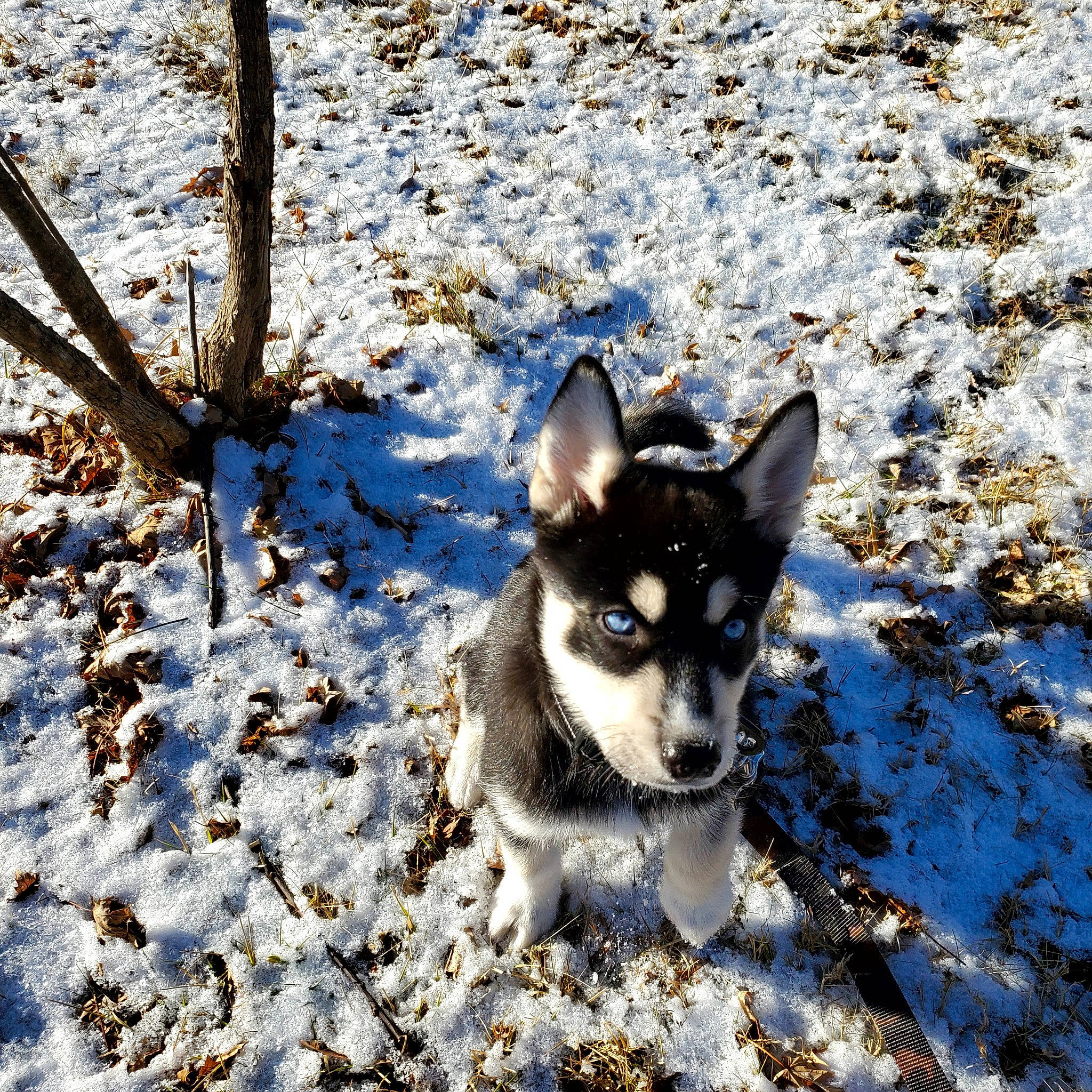 Koda is registered to the contest to win money with this photo: canidae, carnivore, deciduous, dog, dog_breed, shadow, sled_dog, snout, snow, sporting_group, winter, working_animal, working_dog