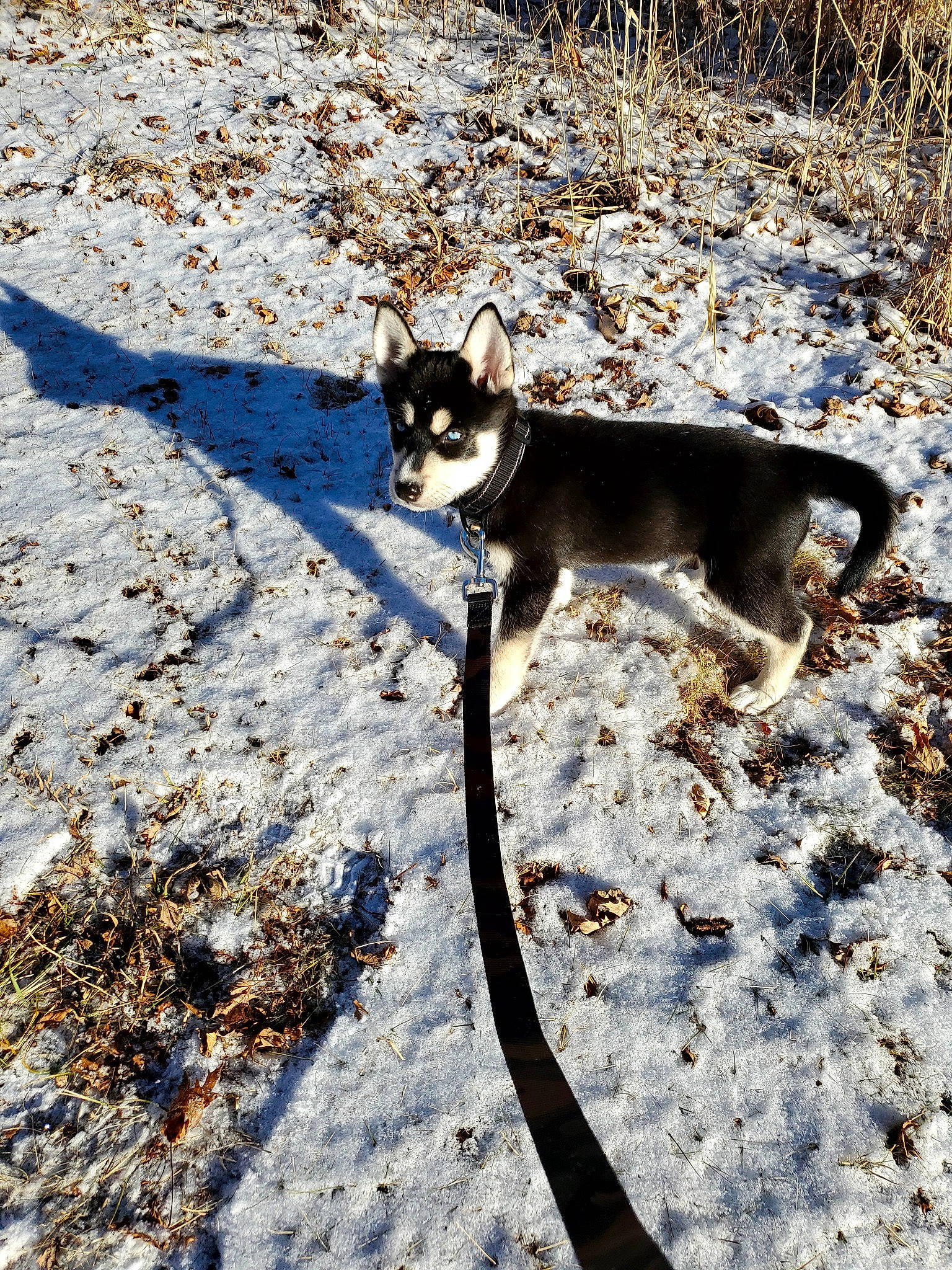 Koda is registered to the contest to win money with this photo: canidae, carnivore, collar, dog, dog_breed, mammal, shadow, snout, snow, tail, terrestrial_animal, working_animal