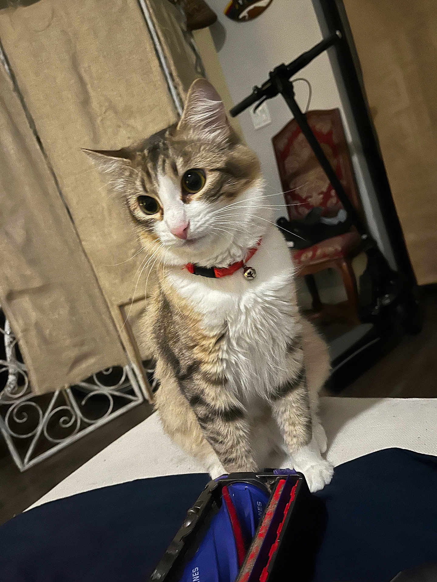 Babycakes is registered to the contest to win money with this photo: cat, pet, indoor, collar, bell, fur, whiskers, curious, brown, white, striped, grooming_brush, chair, floor, curtain, wall, furniture, domestic, animal, closeup