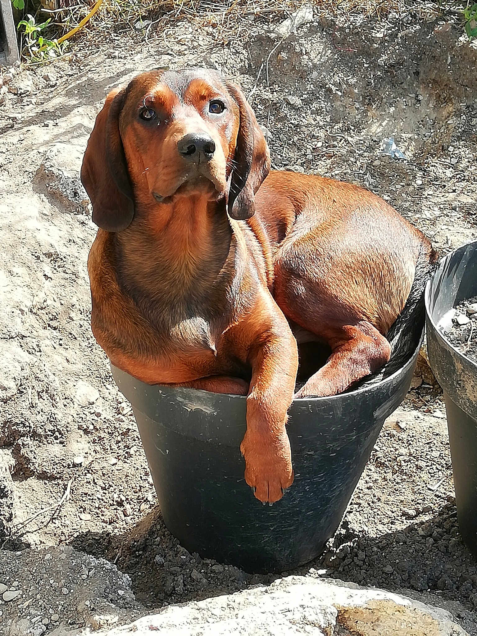 Olaf
