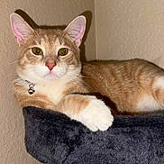 Silo is registered to the contest to win money with this photo: cat, tabby, indoor, pet, feline, relaxed, perch, fur, whiskers, ears, paws, golden_eyes, collar, bell, resting, cozy, comfortable, animal, cute, portrait
