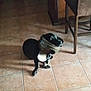 dog, black_dog, floor, tile_floor, muzzle, cone, pet, indoor, kitchen, chair, counter, looking_up, animal, domestic_animal, small_dog, curious, shadow, furniture, brown_floor, home