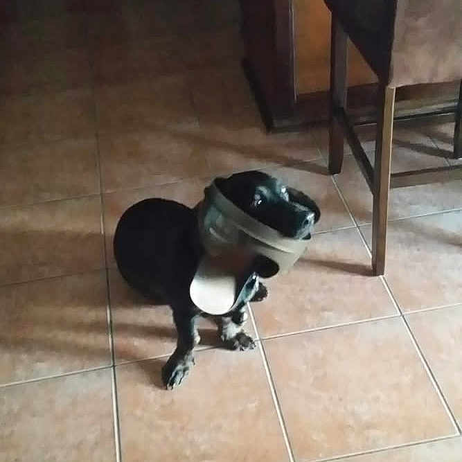 Shrek joined the competition — help win amazing prizes! animal, black_dog, brown_floor, chair, cone, counter, curious, dog, domestic_animal, floor, furniture, home, indoor, kitchen, looking_up, muzzle, pet, shadow, small_dog, tile_floor