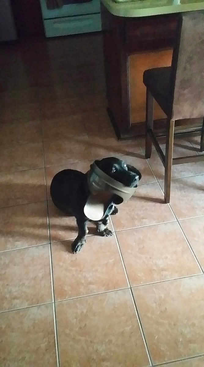 Shrek joined the competition — help win amazing prizes! dog, black_dog, floor, tile_floor, muzzle, cone, pet, indoor, kitchen, chair, counter, looking_up, animal, domestic_animal, small_dog, curious, shadow, furniture, brown_floor, home